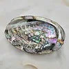 Abalone Shell - LARGE