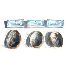 Abalone Shell (medium)